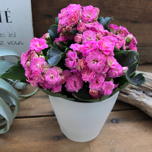 カランコエ ピンク花 観葉植物 頭が良くなる花♡カランコエ♡八重咲き♡観葉植物♡多肉植物