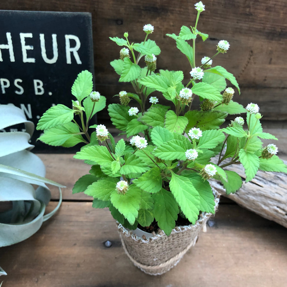 砂糖より甘い♡メキシカンスィートハーブ♡リッピア♡ガーデニング♡観葉植物 2枚目の画像