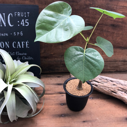 塊根植物♡ハート型の葉っぱ♡プセウドボンバックス♡エリプチクム