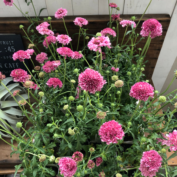 新品種♡スクープ♡マシュマロピンク♡スカビオサ♡可愛い♡ロゼット状