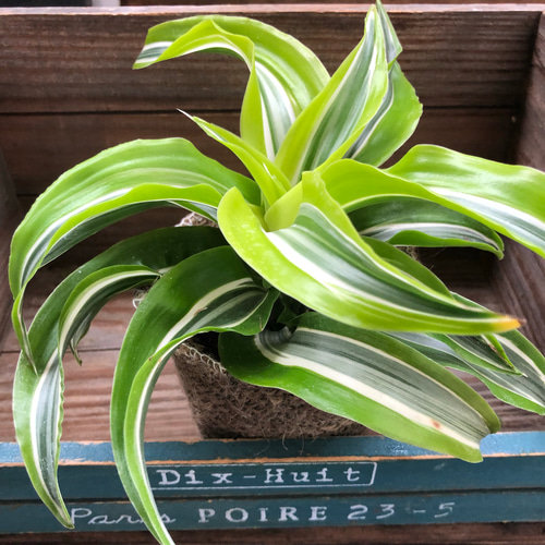 美しいストライプ♡ワーネッキー♡レモンサプライズ♡ドラセナ♡観葉