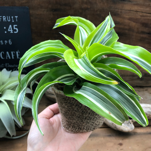 希少 ドラセナ ワーネッキーレモンサプライズ 陶器鉢 植え込み発送