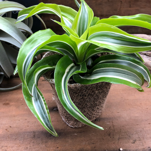 美しいストライプ♡ワーネッキー♡レモンサプライズ♡ドラセナ♡観葉