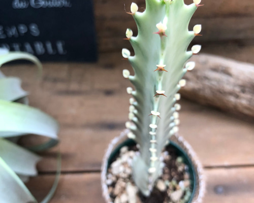 P*Y様 希少種【多肉植物】ユーフォルビア・イエローゴースト（4号深型スリット鉢 P*Y様 希少種【多肉植物】ユーフォルビア・イエローゴースト（4