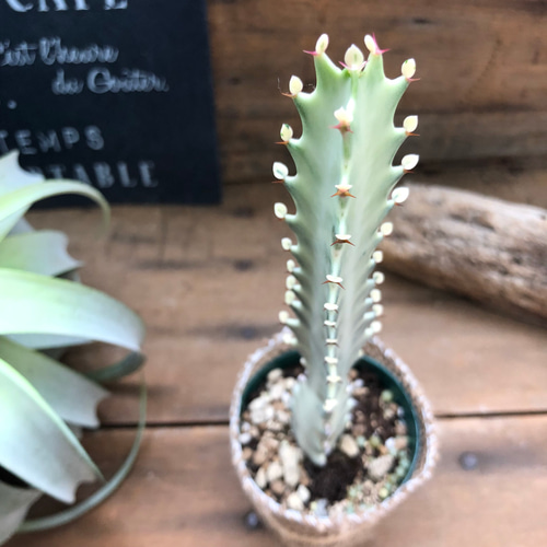 P*Y様 希少種【多肉植物】ユーフォルビア・イエローゴースト（4号深型スリット鉢 Amazon｜ホワイトゴースト 4号 高級 レアなユーフォルビア 多肉