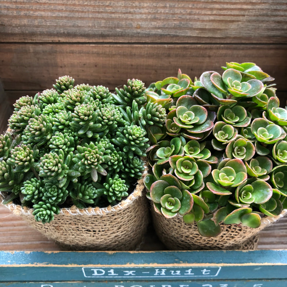 ②♡2個セット♡メキシコ万年草×ステップストーン♡セダム♡多肉植物