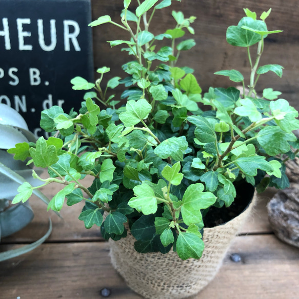 希少♡ダックフット♡ヘデラ♡アヒルの朝♡観葉植物♡インテリア 5枚目の画像