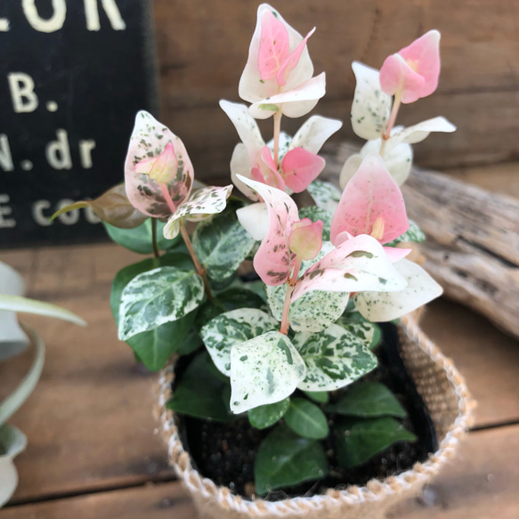 ピンクと白の初雪カズラ♡寄せ植えに♡ガーデニング♡観葉植物 アート