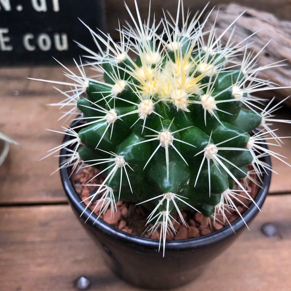 キンシャチ　多肉植物　サボテン