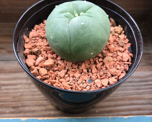 ロホホラ♡七色の夢が見れる♡トゲのないサボテン♡多肉植物 アート