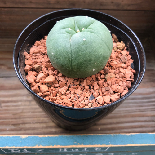 ロホホラ♡七色の夢が見れる♡トゲのないサボテン♡多肉植物 アート