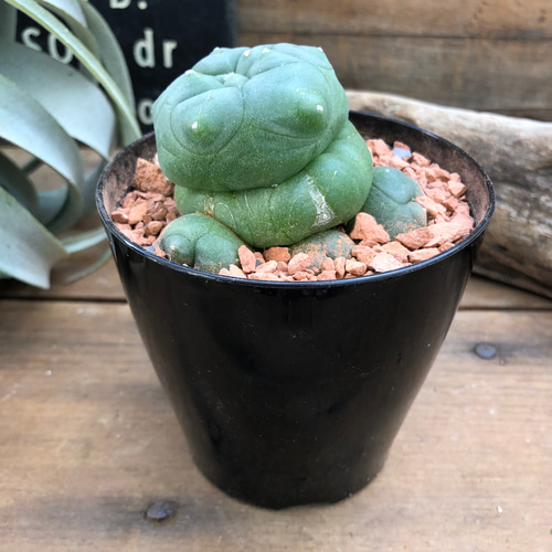 ロホホラ♡七色の夢が見れる♡トゲのないサボテン♡多肉植物 アート