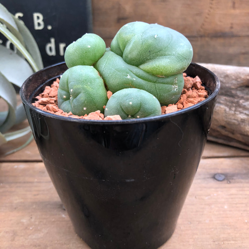 ロホホラ♡七色の夢が見れる♡トゲのないサボテン♡多肉植物 アート