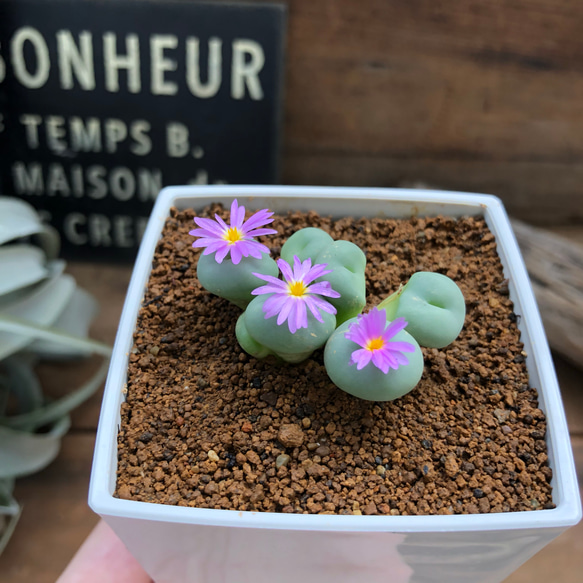 ベリアンソニー♡コノフィツム♡即完売♡メセン♡多肉植物 1枚目の画像