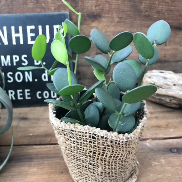 入荷♡グリーンドラム♡おしゃれな♡多肉植物♡希少 4枚目の画像