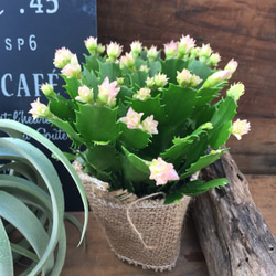 セール♡ピンクコンペイトウ♡コンペイトウ♡デンマークカクタス♡多肉植物♡インテリア 3枚目の画像