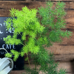 希少♡マコワニー♡アスパラガス♡観葉植物♡インテリア 2枚目の画像