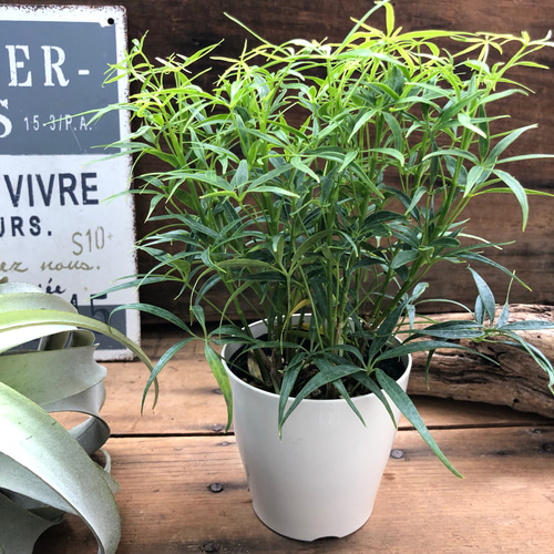 極細葉♡ルフィーナ♡シェフレラ♡観葉植物♡インテリア アート