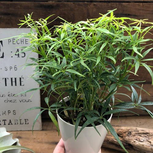 1 シェフレラ SP 6号 観葉植物 カポック(シェフレラ) 5〜6号の通販 |