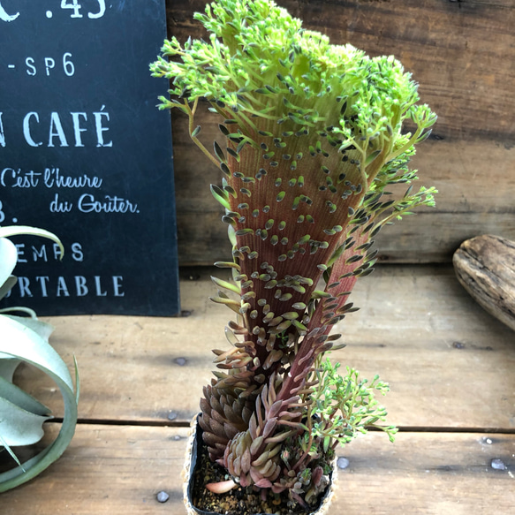 綴化♡希少♡シノクラッスラ♡スマロ♡多肉植物♡レア♡ガーデニング
