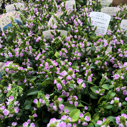 希少♡ピンクネックレス♡グランドカバーに♡観葉植物♡ガーデニング 5枚目の画像