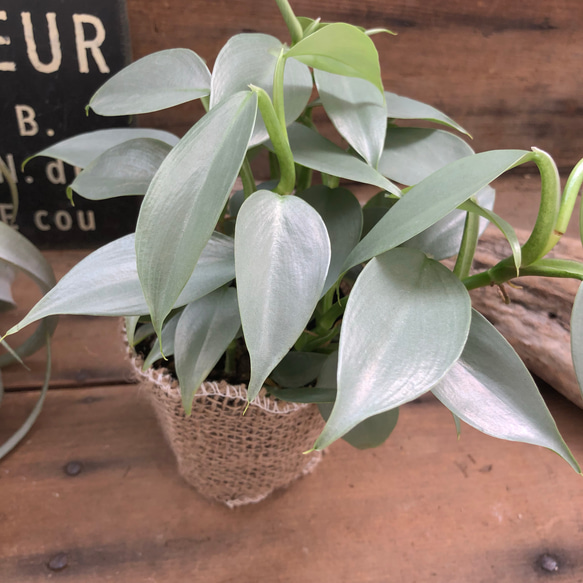 シルバーメタル♡メタリックな葉っぱ♡希少♡観葉植物