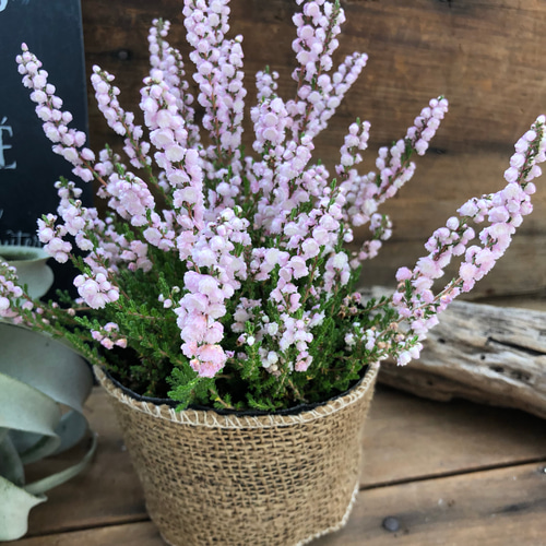 3個のみ♡ホワイトピンク♡カルーナブルガリス♡八重咲き