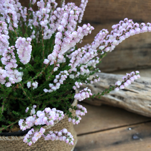 八重咲き カルーナ ブルガリス ツリー仕立て 八重咲き カルーナ ブルガリス ツリー仕立て カルーナ・ブルガリス