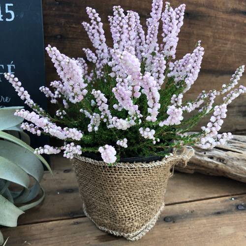 3個のみ♡ホワイトピンク♡カルーナブルガリス♡八重咲き