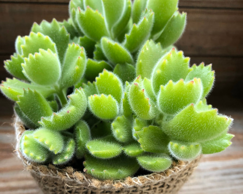 熊童子 多肉植物 573現物 多肉植物 熊童子白錦 特大 | るる農園~多肉植物専門