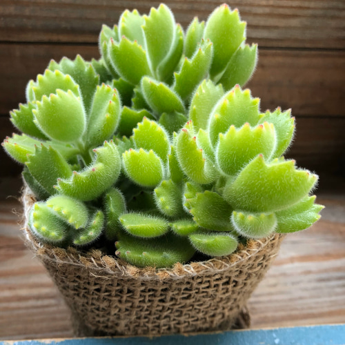 大人気入荷♡ 熊童子 ♡多肉植物♡ぷっくり熊の手