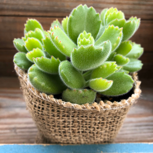熊童子 多肉植物 多肉植物 熊童子錦 - メルカリ