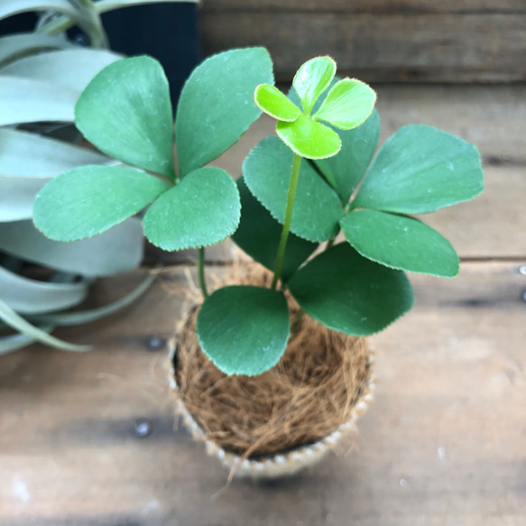 四つ葉のザミア♡観葉植物♡インテリア♡ガーデニング アート