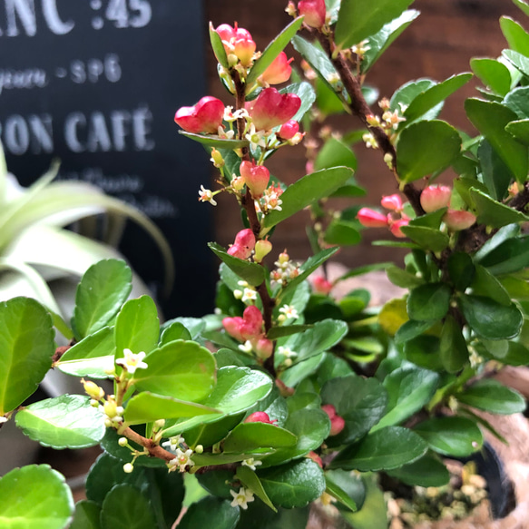 毎年大きく♡入荷♡ハートのなる木♡ハートツリー♡観葉植物♡ 3枚目の画像