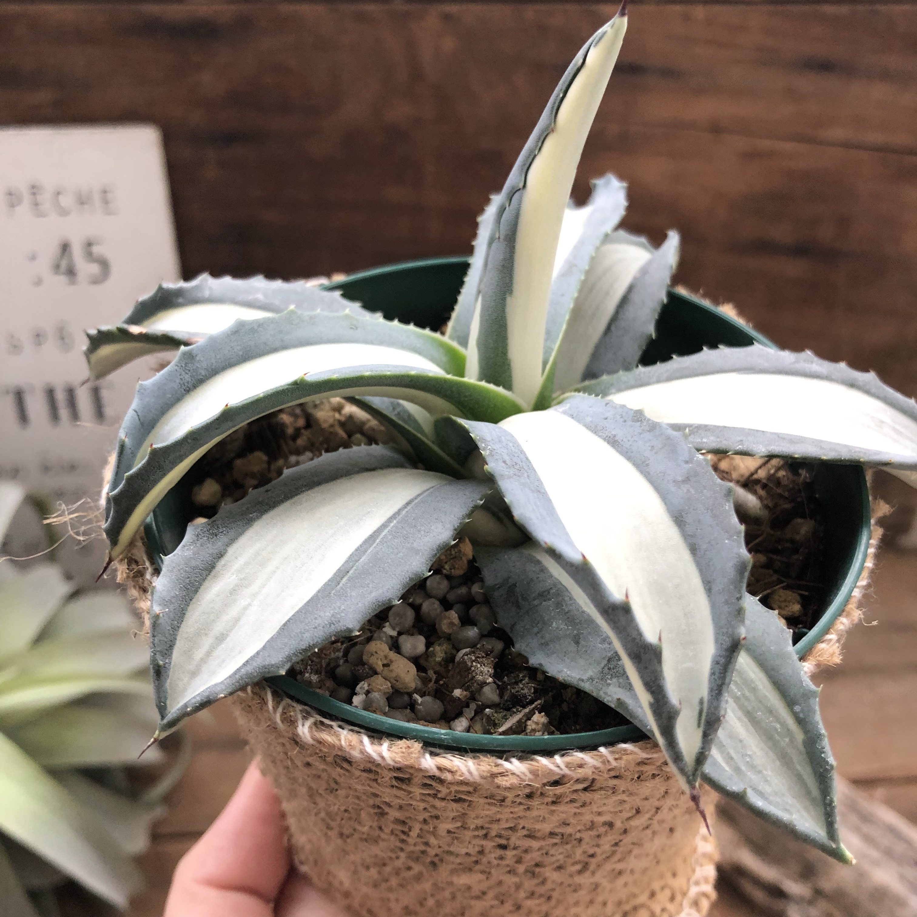 現品】アガベアメリカーナ中斑 メディオピクタアルバ 華厳(ケゴン）12