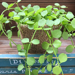 ハートジュエリー♡ハート型の葉っぱ♡デォスキディア♡観葉植物 1枚目の画像