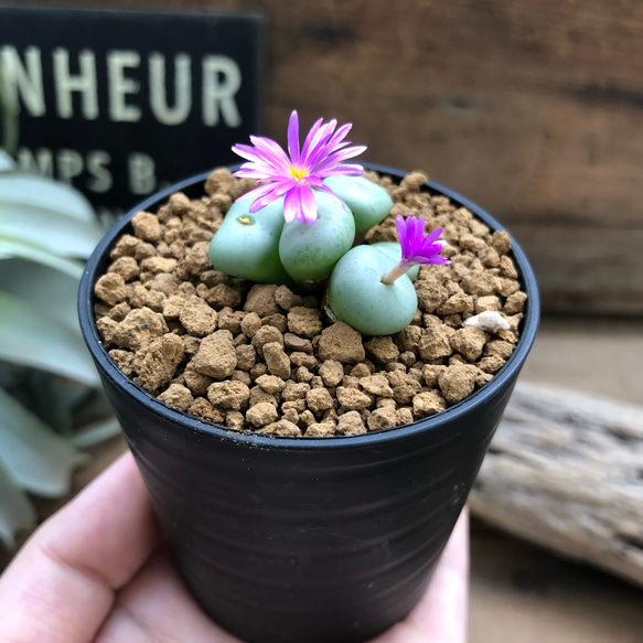 多肉植物プランター用のDIYシリコンモールドは、ユニークな