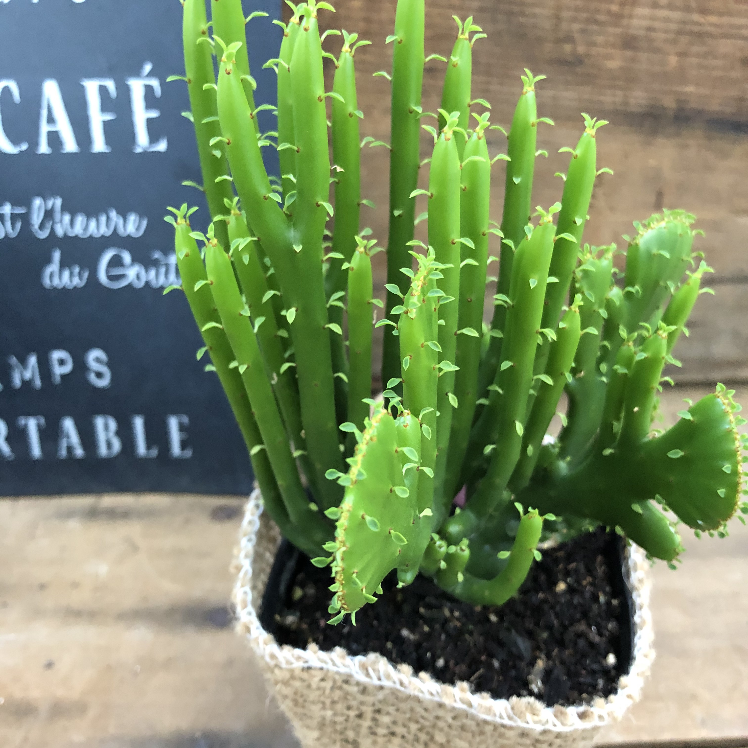 希少ユーフォルビア・デンドゥア 個性的な幹立ち多肉植物 デシドゥア、今年はちょっとかしですが種がとれました😊元気に