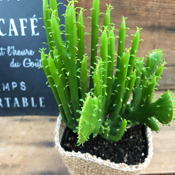 希少♡綴化♡オンコクラータ♡ユーフォルビア♡多肉植物♡ アート