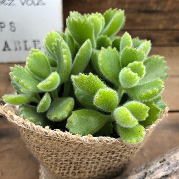 大人気♡熊童子♡多肉植物♡熊の手♡ガーデニング 3枚目の画像