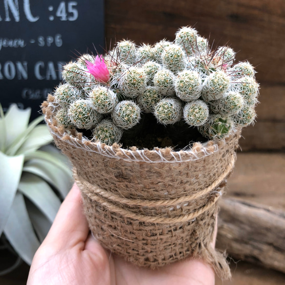 大人気♡赤花銀手毬♡即完売♡サボテン♡多肉植物♡ 2枚目の画像