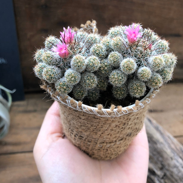 大人気♡赤花銀手毬♡即完売♡サボテン♡多肉植物♡ 4枚目の画像