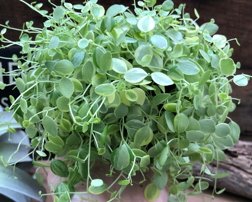 美依子♡斑入り♡ペペロミア♡観葉植物♡インテリア アートフラワー