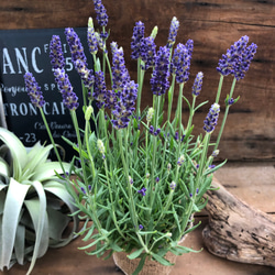 寒さに強い♡大苗♡イングリッシュラベンダー♡ブルースピアー