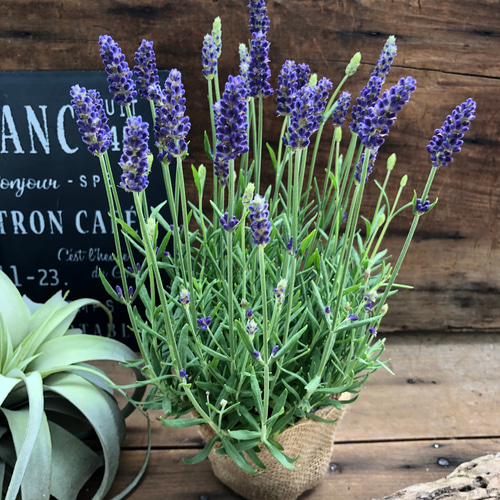 ラベンダーブルー!! ブルー＆ラベンダー5 ブルー＆ラベンダー4