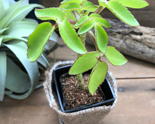 0_ceaf046d8ca0b7bfa61d7d9bd224