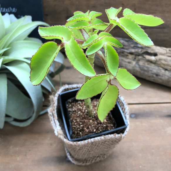 【月末20％オフセール】 マザーリーフ セイロンベンケイソウ 抜き苗発送 マザーリーフ セイロンベンケイソウ 抜き苗発送 手渡し マザー