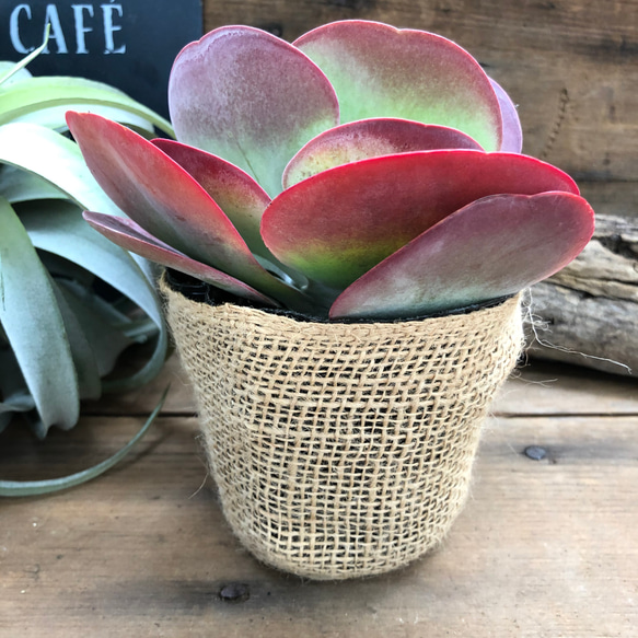 お得♡デザートローズ♡多肉植物♡カランコエ♡バラの多肉植物 アート