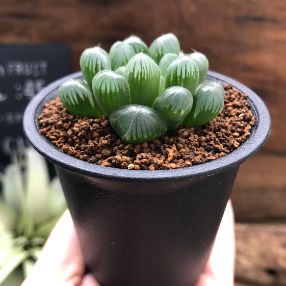 オブツーサ♡セール♡美しい♡ハオルチア♡多肉植物♡ 2枚目の画像