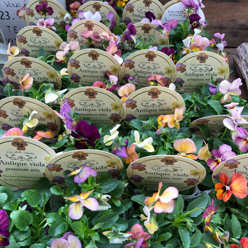 アンティーク2個セット♡アンティークビオラ♡寄せ植え♡ガーデニング